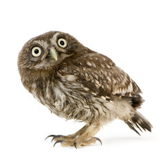 young owl in front of a white background