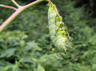 Promethea Moth Caterpillar