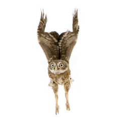 young owl in front of a white background