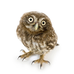 young owl in front of a white background