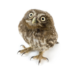Naklejka premium young owl in front of a white background
