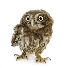 young owl in front of a white background