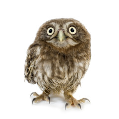 young owl in front of a white background