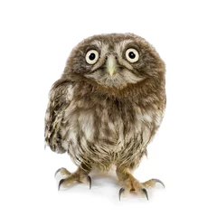 Papier Peint photo Hibou young owl in front of a white background