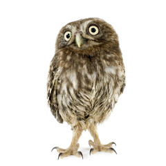 young owl in front of a white background