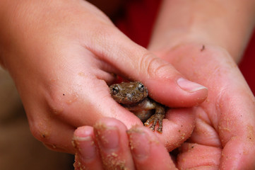 A girl holds a frog in her hands.