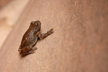 A small frog on a sandstone rock.