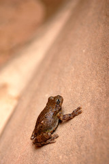 A small frog on a sandstone rock.