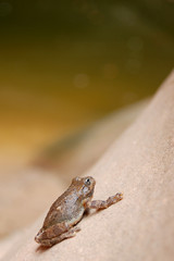 A small frog on a sandstone rock.