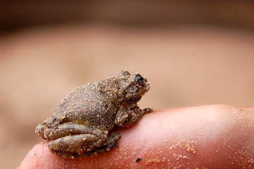 A girl holds a frog in her hands.