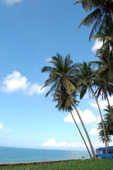palm trees at beach against blue sky