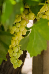 Fototapeta premium Grapes