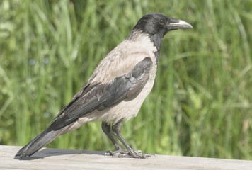 Fototapeta premium Hooded Crow,