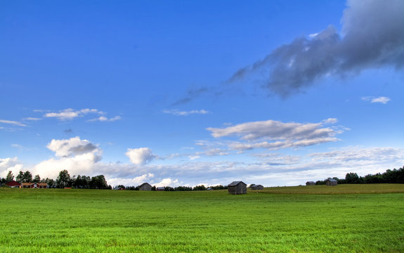 Green summer field under a blue sky