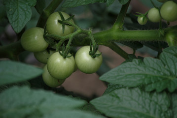 Green Cherry Tomatoes