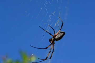 arachnide, nephila doree