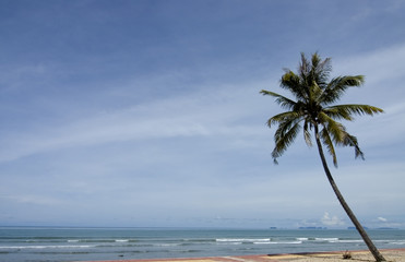 palm tree with ocean and Islands and copy space