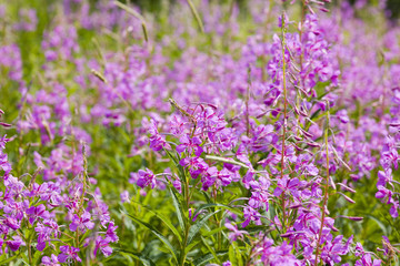 Fototapeta premium Field of willow-herb in summer day