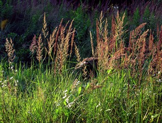 pretty grass ears on meadow