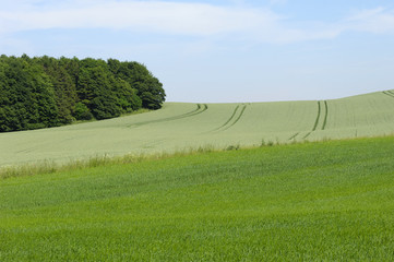 Fototapeta na wymiar Landscape with fields and forest