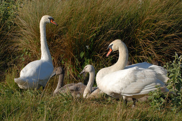 famille de cygnes