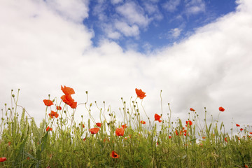 Looking up through poppies with a cloudy, blue sky 