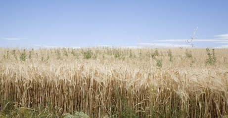 Campo de cebada II