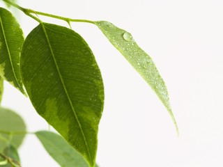 ficus leaf