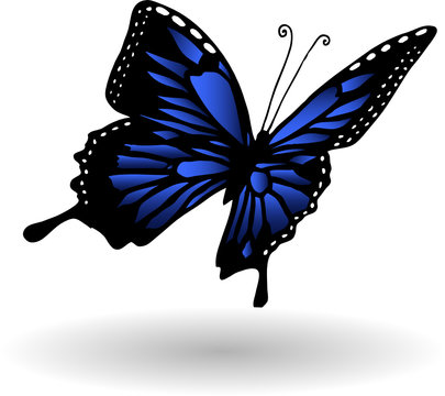 Hand drawn buttefly illustration