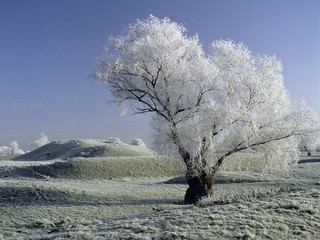 frost covered landscape christmas card scene