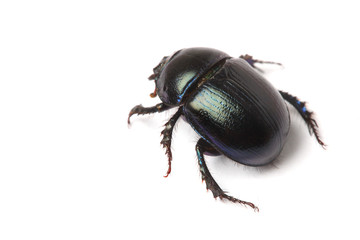beetle isolated on white