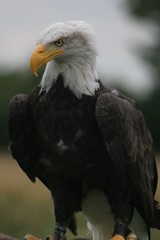 american bald eagle
