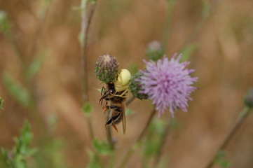 araignee attaquant abeille