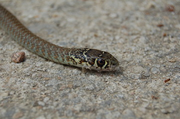 serpent