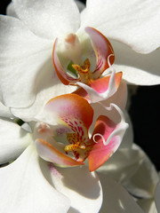 Orchideenblüten