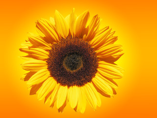 Obraz premium Sonnenblume