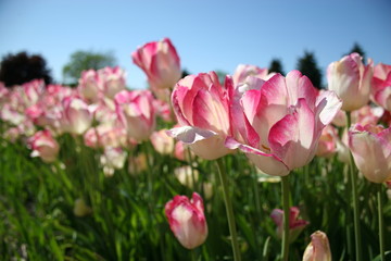 Pink and White Tulips