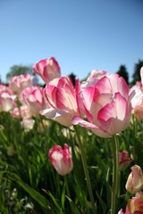 Obraz premium Pink and White Tulips 2