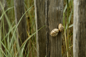 escargots sur la clôture