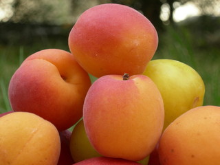 fruits11