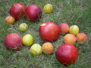 fruits9
