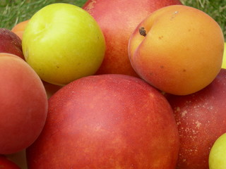 fruits3