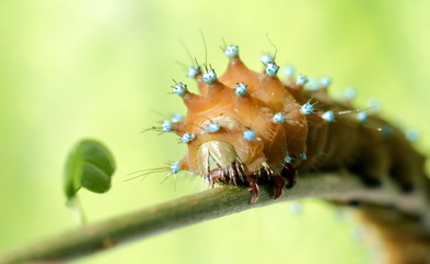 Caterpillar on branch