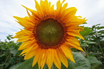 Tournesol