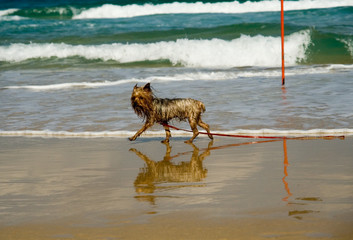 dog alone on the sea shore