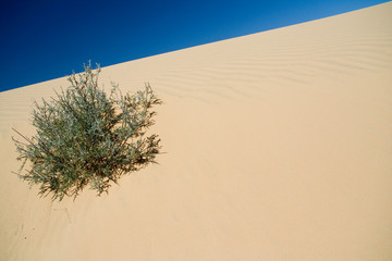 bush and sand