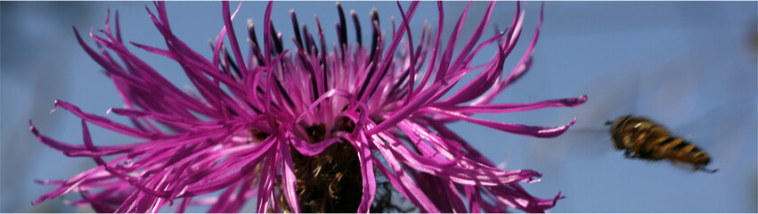 Biene im Anflug © Konstanze Gruber
