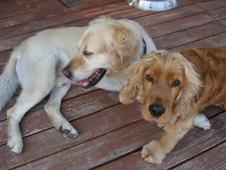 2 Hunde - Golden Retriever und Cocker Spaniel