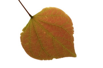 leaf with backlight