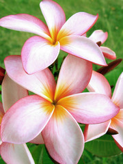 Fototapeta na wymiar Tropikalne kwiaty - Pink tropikalny kwiat szczegółowo
